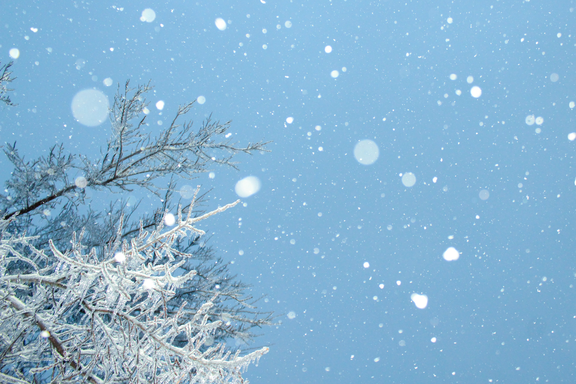 Fulguieli nostalgice